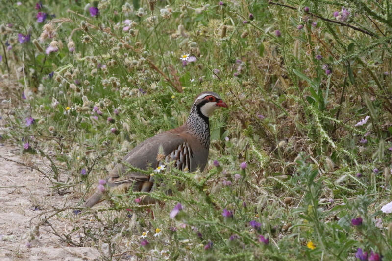 red-legged partridge