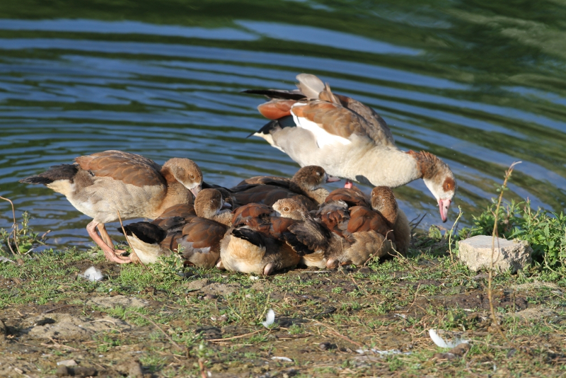 egyptian goose