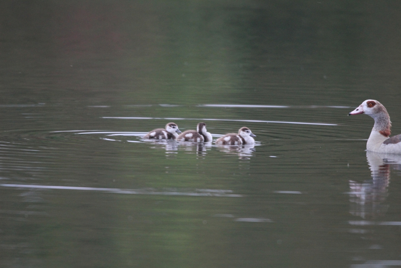 egyptian goose