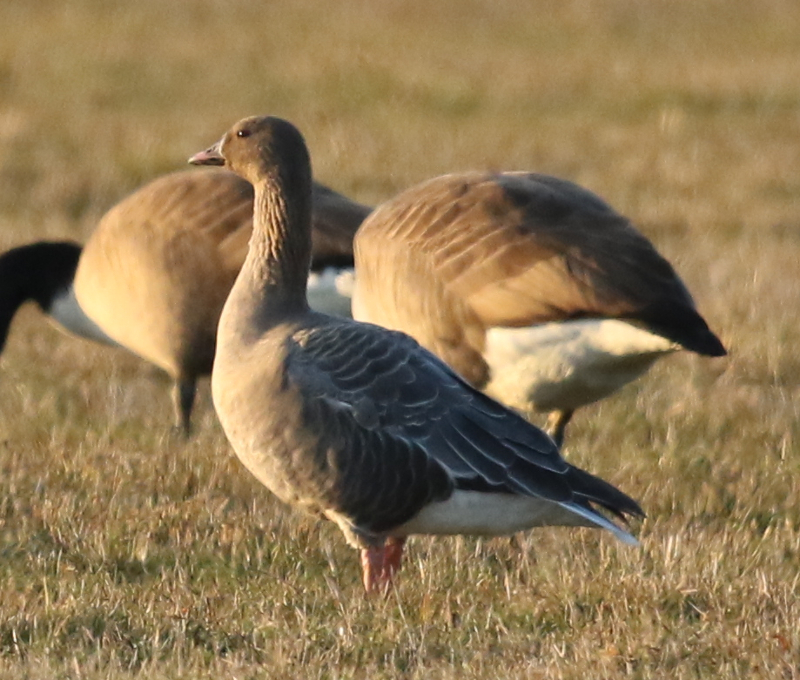 pink-foot goose