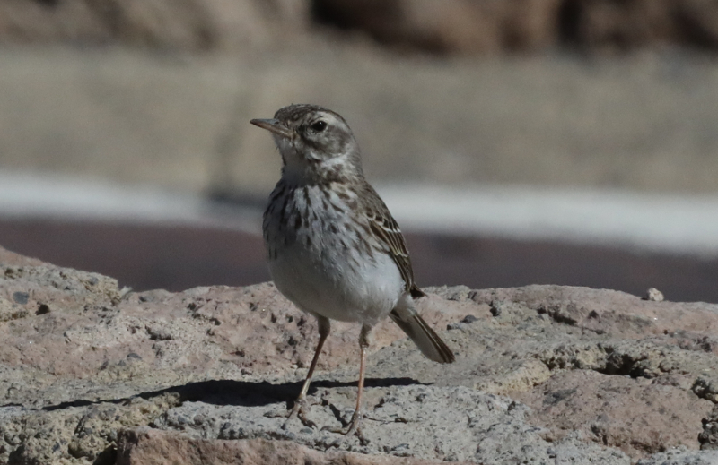 pipit de Berthelot