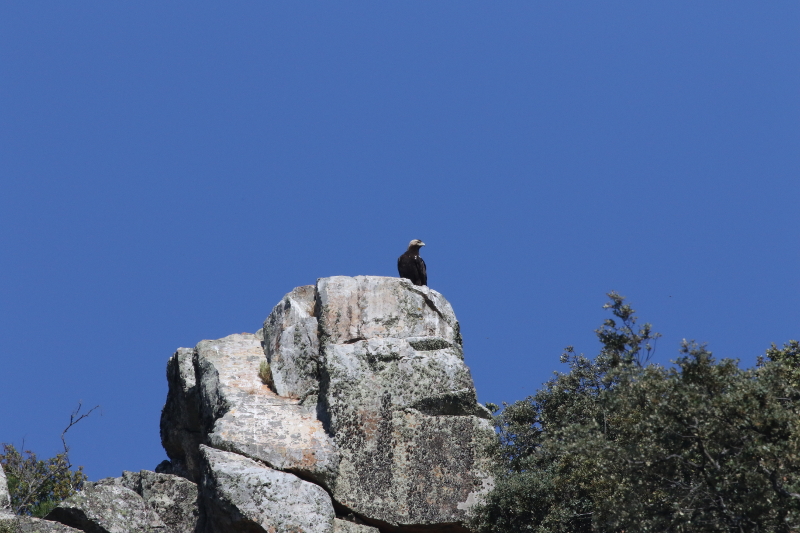 iberian imperial eagle