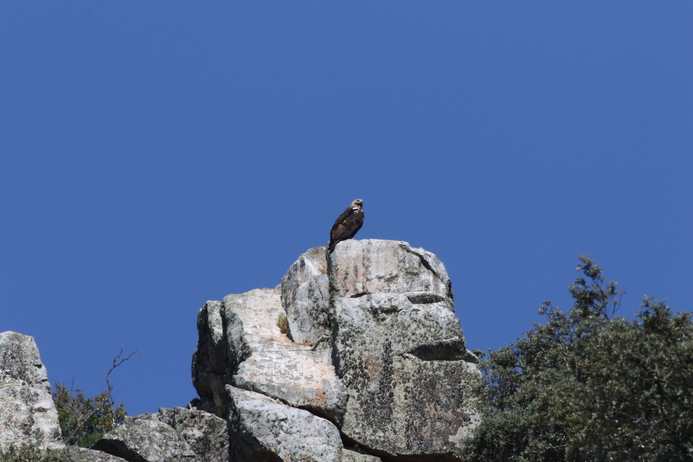 aigle impérial ibérique