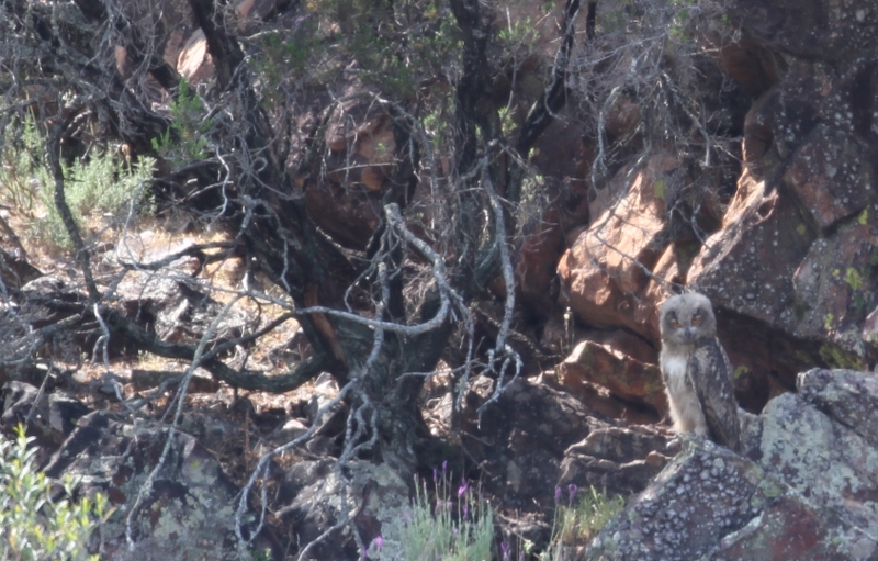 european eagle-owl