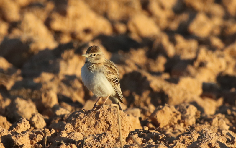 greater short-toad lark