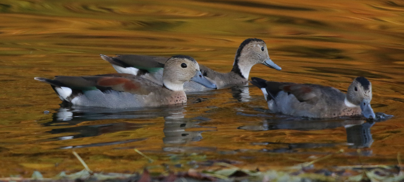 ringed teal