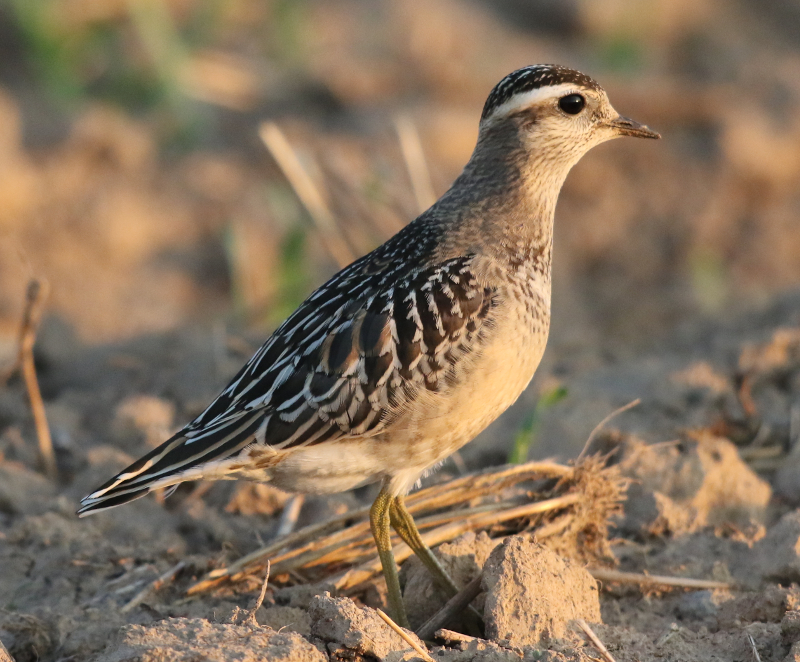 eurasian dotterel