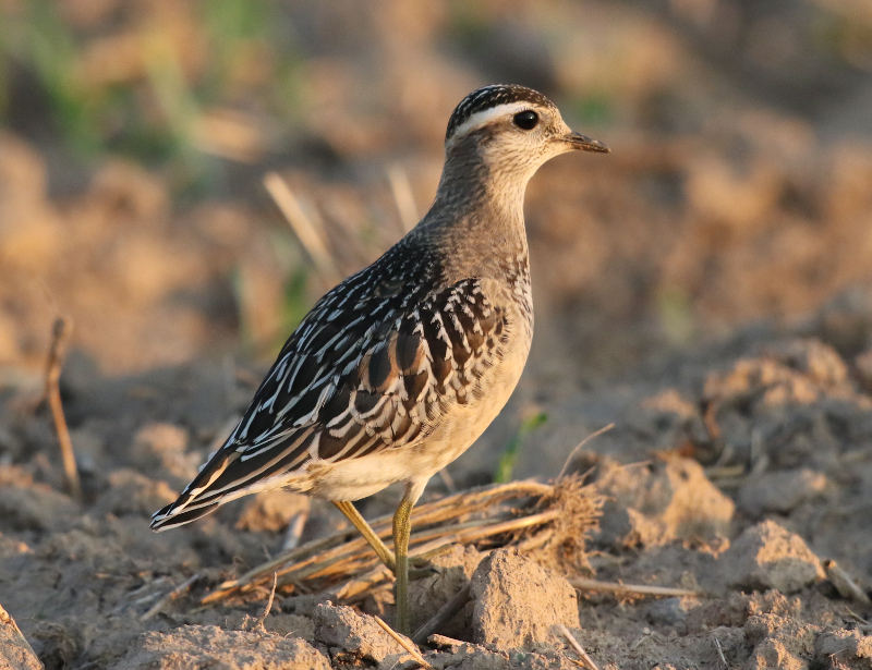 eurasian dotterel