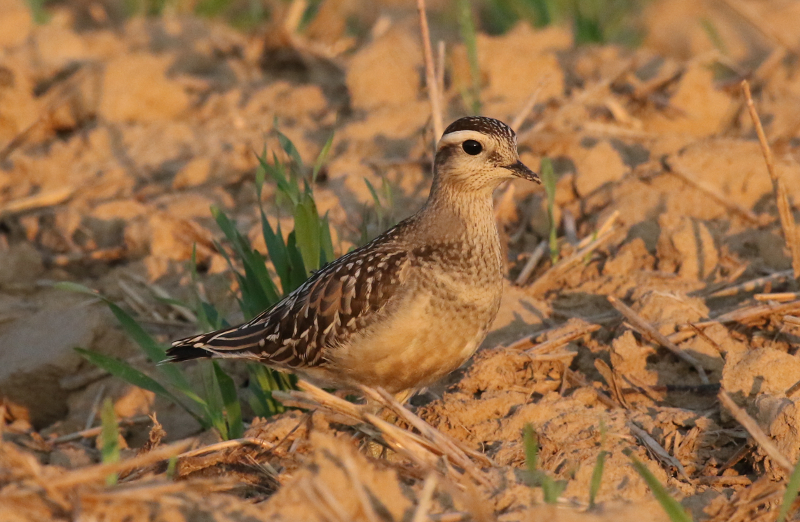 eurasian dotterel