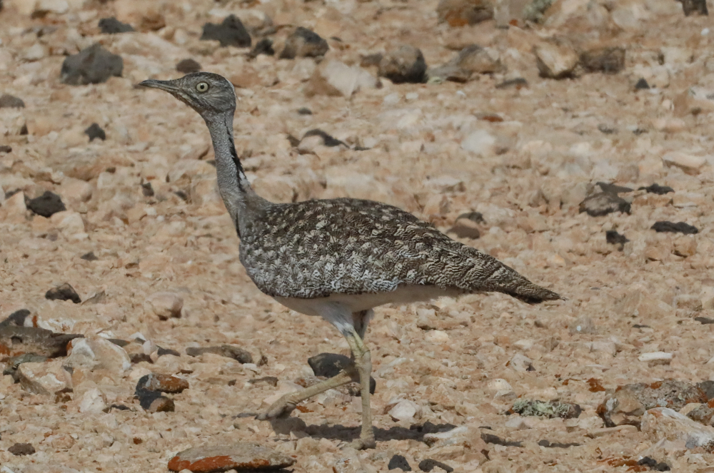 outarde houbara