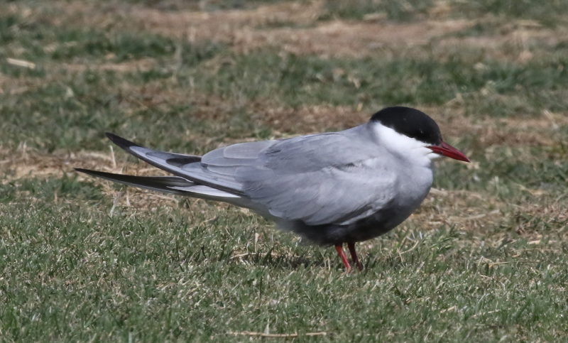 whiskered tern