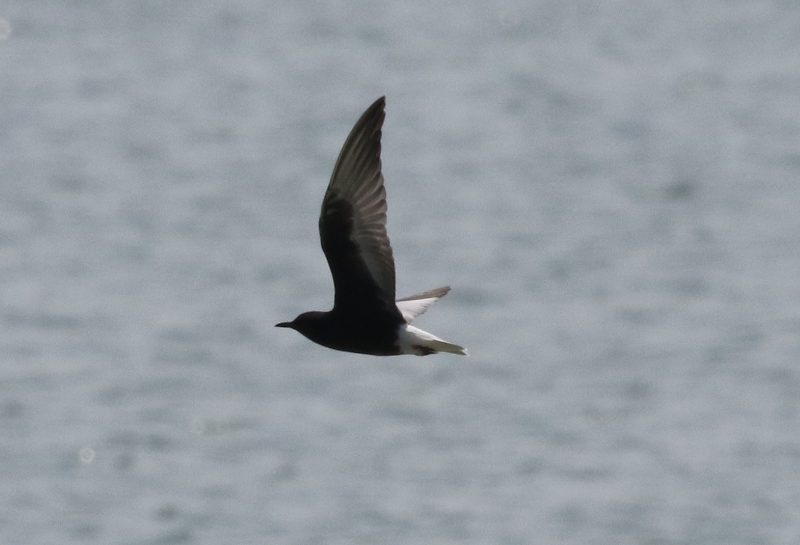 white-winged tern