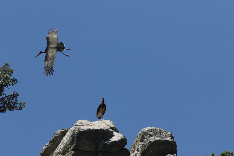 black stork