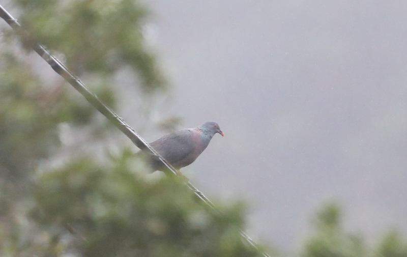 pigeon de Bolle