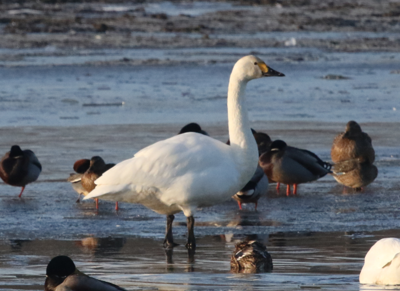 cygne de Bewick