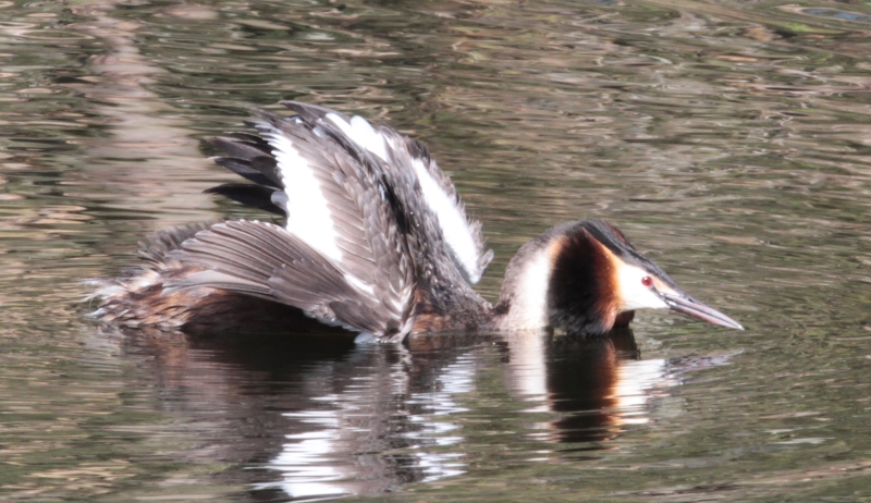 crested grebe