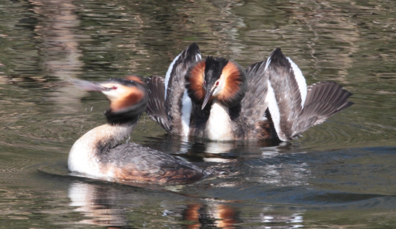 crested grebe