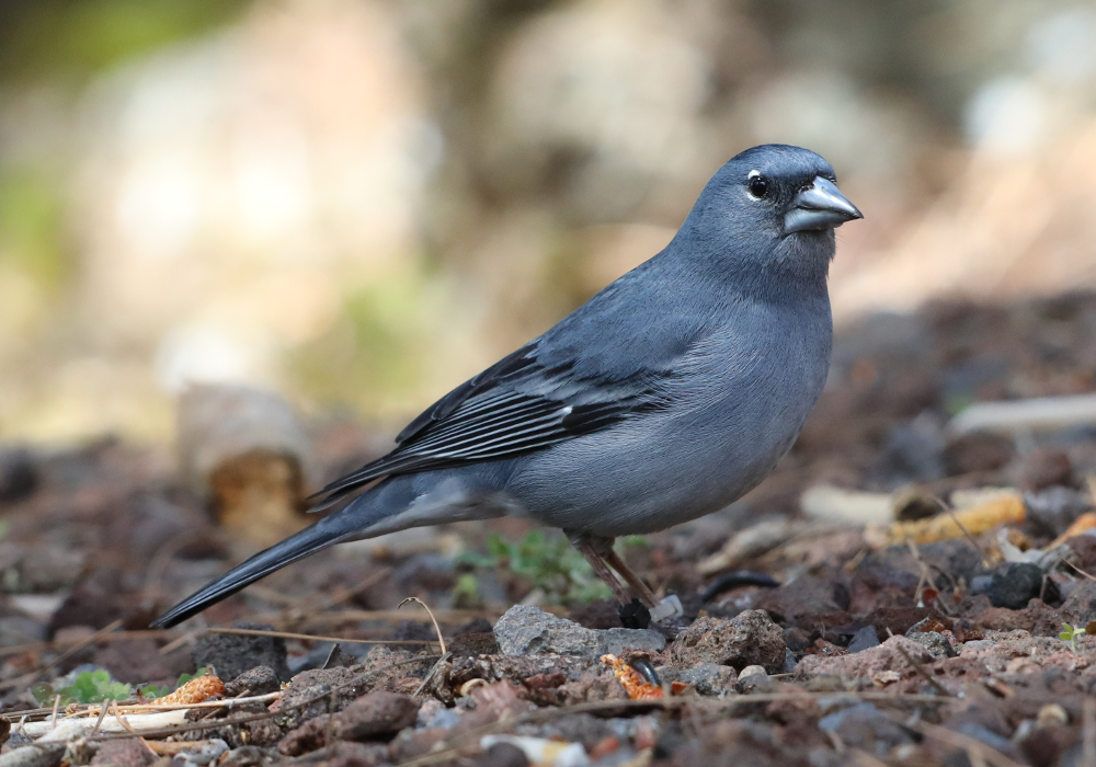 Tenerife blue chaffinch