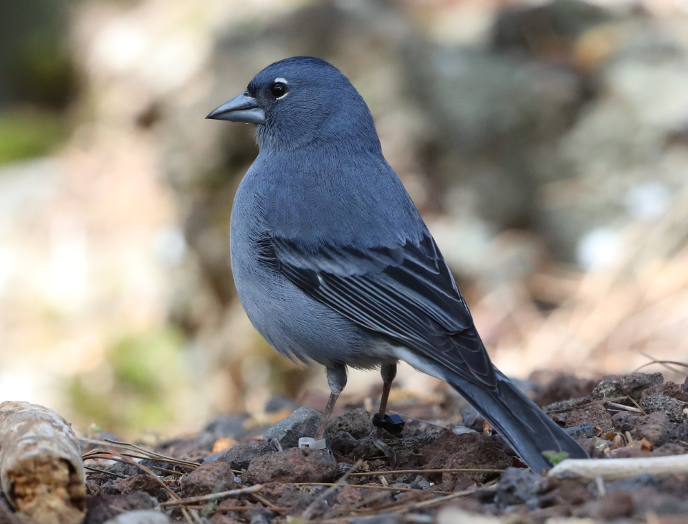 Tenerife blue chaffinch