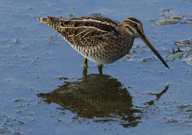 common snipe