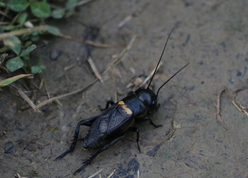 field cricket