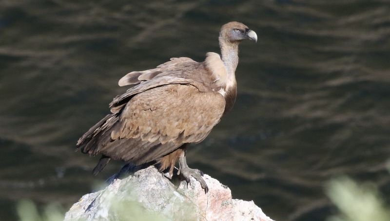 african vulture