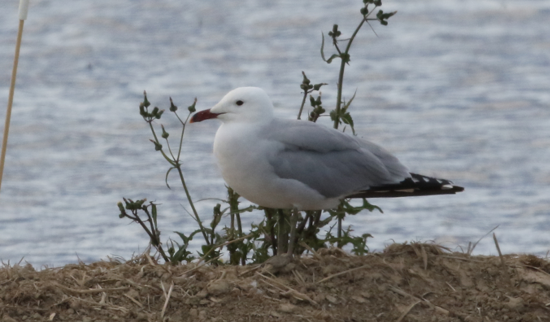 goeland d'Audouin