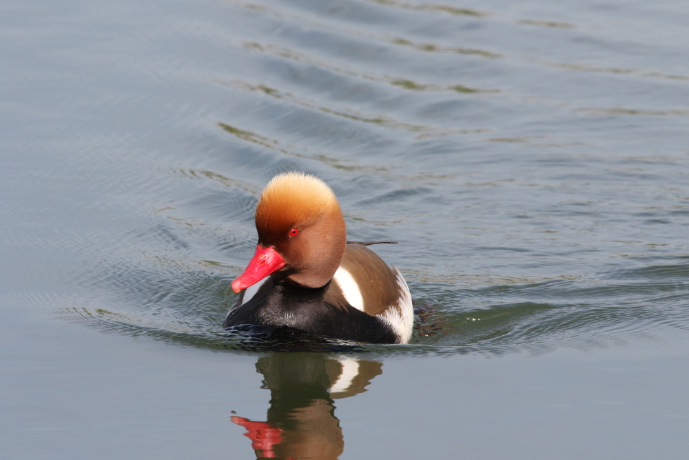 red-crested pochard