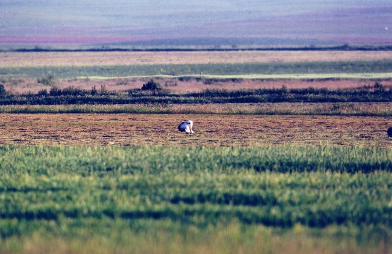 great bustard