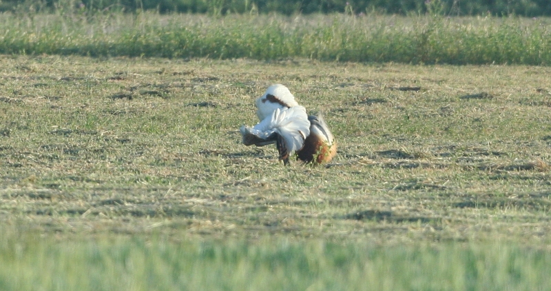 great bustard