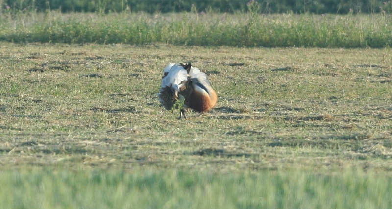 great bustard