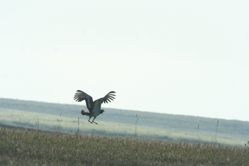 great bustard