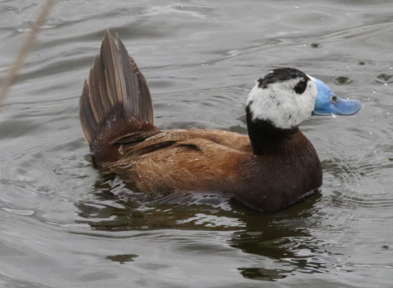 white-headed duck