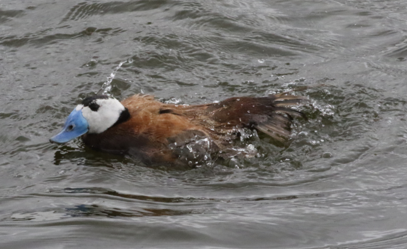 white-headed duck