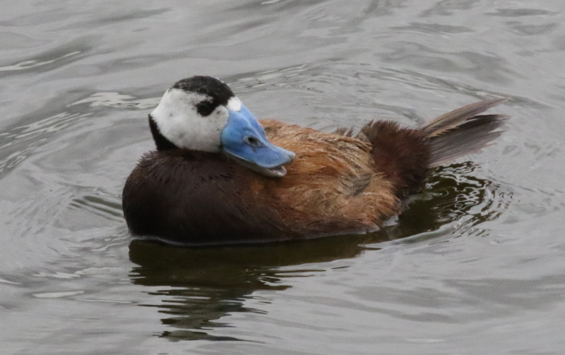 white-headed duck