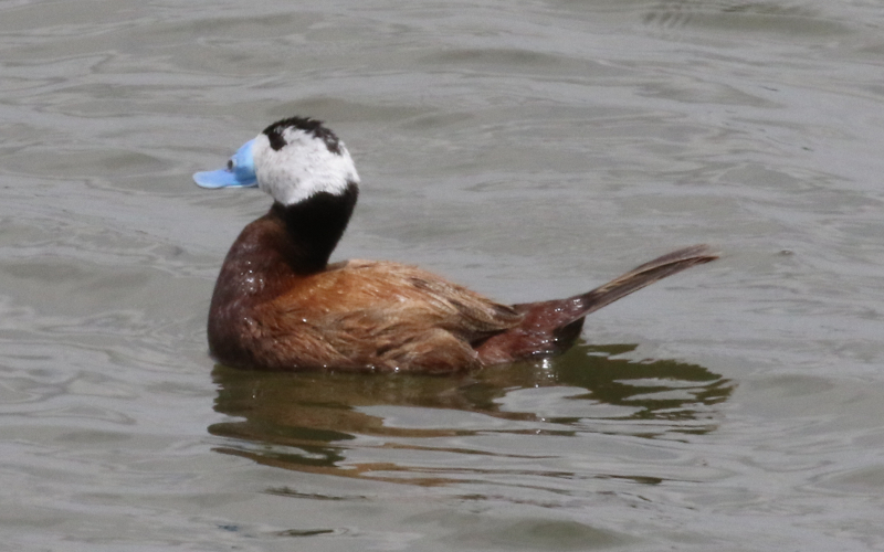 white-headed duck