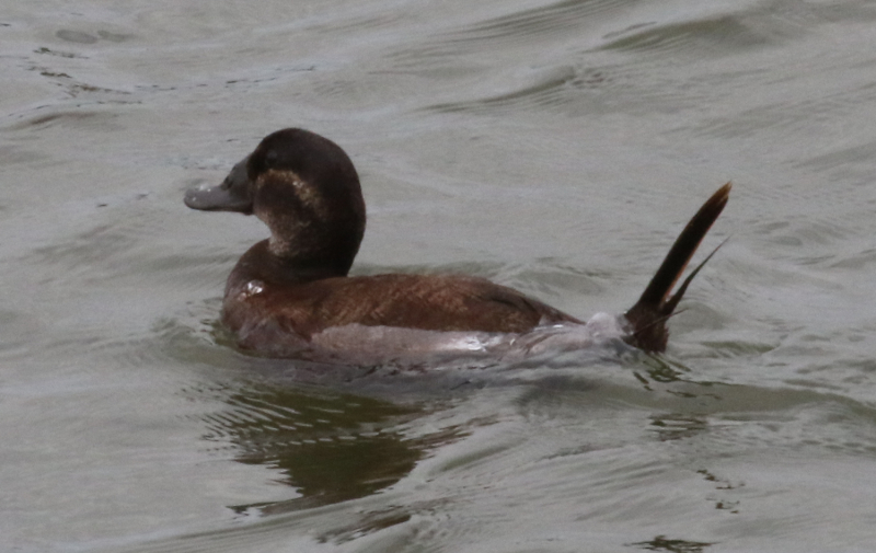 white-headed duck