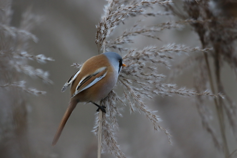 bearded tit