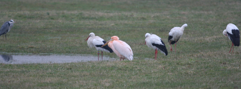 white pelican