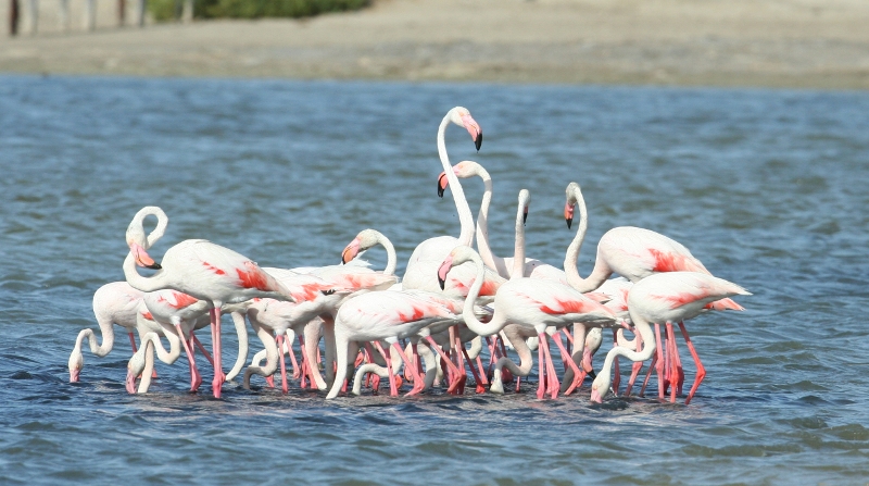 flammant rose