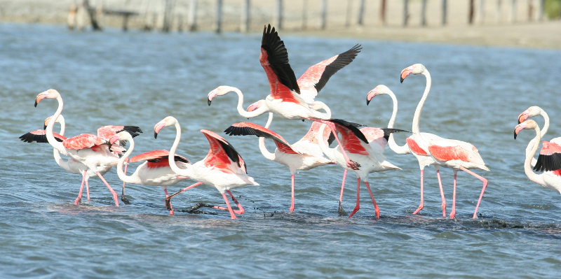 flammant rose