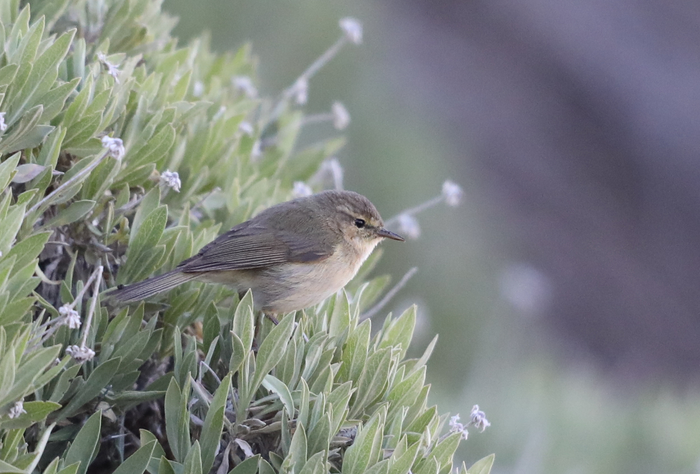 Canary islands chiffchaff