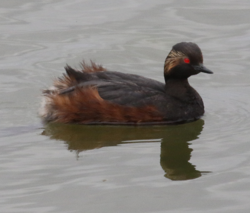 black-necked grebe