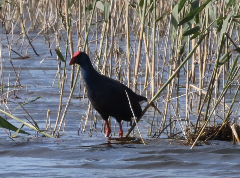 poule sultane