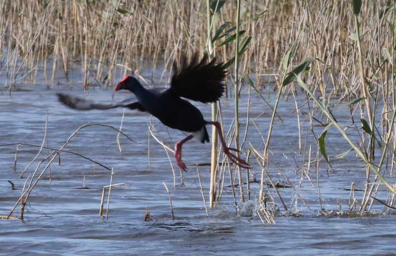 purple swamphen