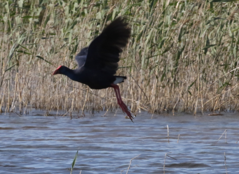 purple swamphen