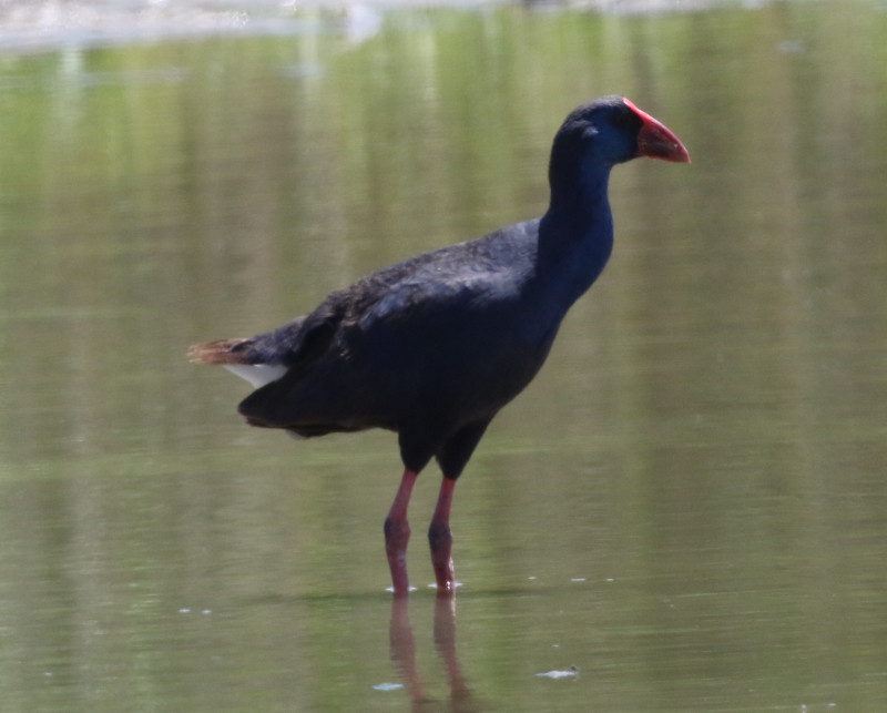 poule sultane