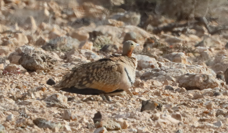 black-bellied sandgrouse