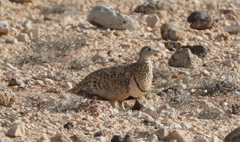 black-bellied sandgrouse