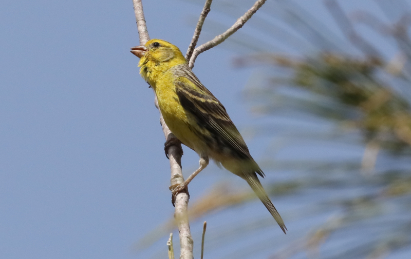 serin des Canaries